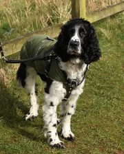 English Springer Spaniel Noah