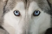 A wolf stares down the camera at Farm Studios - animals feature throughout the series to represent the  biodiversity of life on Earth.