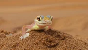 ARD/WDR ERLEBNIS ERDE, "Das Geheimnis der Wüstenelefanten", Ein Film von Thomas Behrend & Rosie Koch, am Sonntag (08.02.15) um 16:30 Uhr im ERSTEN. Auf den großen Augen des Namib-Geckos kondensiert Wasser, das er dann ablecken kann. ARD/WDR ERLEBNIS ERDE, "Das Geheimnis der Wüstenelefanten", Ein Film von Thomas Behrend & Rosie Koch, am Sonntag (08.02.15) um 16:30 Uhr im ERSTEN. Auf den großen Augen des Namib-Geckos kondensiert Wasser, das er dann ablecken kann.