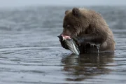 Kamchatka, Eastern Russia - A bear cub learns to fish by catching the weak and dying Salmon in the lakes margins. To hibernate through the winter, the bears must gain enough weight by eating Salmon in the summer months to survive.