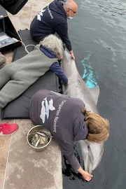 Ultraschall bei einem Delfin.