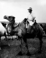 Sven Hedin auf seiner Kameliendame die ihn durch die W&uuml;ste Gobi getragen hat.