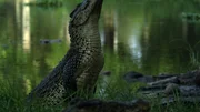 Im seichten Wasser k&ouml;nnen Kubakrokodile ihren muskul&ouml;sen Schwanz nicht f&uuml;r die Jagd einsetzen - die ganze Kraft muss aus den Hinterbeinen kommen.