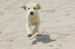 Marley geht auch schon mal eigene Wege...