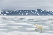 Niedźwiedź polarny (archipelag Svalbard, p&oacute;łnocna Norwegia) / Die rund 3000 Eisb&auml;ren, die auf und um den Svalbard-Archipel leben, ern&auml;hren sich haupts&auml;chlich von Robben ...