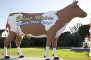 Orson Cow is "the world's largest polyurethane cow". But, for 200th, gets a new look.