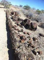 Versteinerte B&auml;ume in Namibia