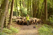 Durch Wald und Wiese: Schäferin Tina Haus führt ihre Schafherde Richtung Siebengebirge. Durch Wald und Wiese: Schäferin Tina Haus führt ihre Schafherde Richtung Siebengebirge.