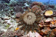 Dornenkronenseesterne machen Jagd auf Korallen und k&ouml;nnen in k&uuml;rzester Zeit ganze Riffe zerst&ouml;ren.