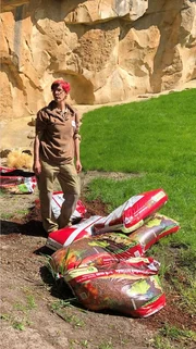 Ein Mulchbett f&uuml;r die Menschenaffen: F&uuml;r die Gorillas wird heute die Freiluftsaison er&ouml;ffnet. Bevor die Gorillas raus d&uuml;rfen, bauen Sarah Menzenbach und Azubi Felix Grygier den Tieren noch ein bequemes Mulchbett als Ruheplatz. S&auml;ckeweise Rindenmulch m&uuml;ssen die beiden daf&uuml;r anschleppen &ndash; eine tierische Plackerei, die den Gang ins Fitnessstudio erspart.