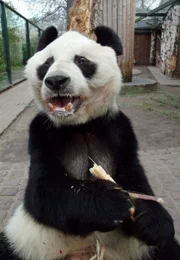 "Panda, Knut & Co." erz&auml;hlt neue, witzige und liebevolle Geschichten aus dem Zoo Berlin und dem Tierpark Berlin, schaut hinter die Kulissen und beobachtet die engagierten Pfleger bei ihrer t&auml;glichen Arbeit. Es gibt unz&auml;hlige niedliche Tierbabys, die dem Zoo und dem Tierpark Berlin in den vergangenen Monaten beschert wurden. Und nat&uuml;rlich ist auch Eisb&auml;r Knut mit dabei. Panda Bao Bao (Foto) geh&ouml;rt auch zu den alten Bekannten.