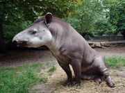 Tapir Birk aus dem Zoo ist ein weiterer Held der Folge 70.