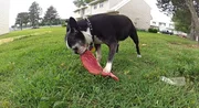 Carla the dog chews on a steak in her front yard.