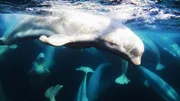 Mehr als 30 Kilometer vom n&auml;chsten offenen Gew&auml;sser entfernt, tummeln sich Belugawale in einem Eisloch als letzten Zugang zu Sauerstoff.