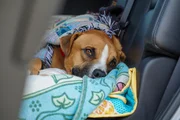Ludo the dog on car seat