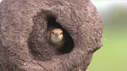 Das kugelige Nest des T&ouml;pfervogels besteht aus Lehm.