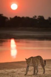 Leopardin “Olimba” auf Patrouille am Luangwa-Fluss. Leopardin “Olimba” auf Patrouille am Luangwa-Fluss.