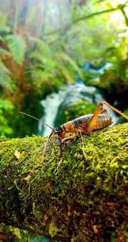 Diese Langf&uuml;hlerheuschrecke, auch Weta genannt, hat eine besondere Strategie entwickelt, sich vor Feinden in Sicherheit zu bringen: Bei Gefahr springt sie ins n&auml;chste Gew&auml;sser und taucht unter. Die Weta kann &uuml;ber 5 Minuten die Luft anhalten und taucht wieder auf, sobald die Gefahr vor&uuml;ber ist.