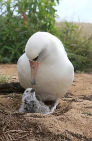 Wenn es an M&auml;nnchen fehlt, ziehen zwei Albatros-Weibchen gemeinsam ein K&uuml;ken auf.