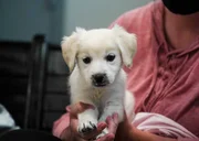 Khaleesi the dog, being held by owner, Jamie Parks