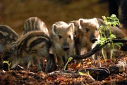 Wildschweine geh&ouml;ren zu den ersten S&auml;ugetieren im Jahr, die Nachwuchs haben.