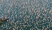 Flamingos versammeln sich in gro&szlig;en Schw&auml;rmen in den alkalischen Seen des Afrikanischen Grabenbruchs um Mikroorganismen aus dem Wasser zu filtern.