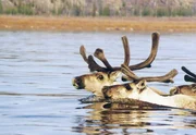 NDR Fernsehen DER SIEGESZUG DER W&Ouml;LFE, am Freitag (23.03.12) um 11:30 Uhr. J&auml;hrlich ziehen hunderttausend Karibus in die Tundra, um dort ihre Jungen zu geb&auml;ren. Immer in ihrer N&auml;he: W&ouml;lfe.