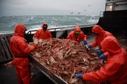 Time Bandit crew sorts crabs at table Time Bandit crew sorts crabs at table