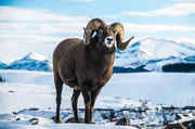 Ein m&auml;nnliches Dickhornschaf im Schnee
