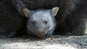 Nachwuchs-Check bei den Wombats: Auch bei den australischen Zoobewohnern gibt es ein Jungtier. Das lebt aber immer noch im Beutel seiner Mutter Maya und steckt nur selten die Nase oder eine Pfote raus. Sylvia Nietfeld m&ouml;chte wissen, wie es dem Wombat-Baby geht. Mit einem Trick gelingt es ihr, den Mini-Wombat ein klein wenig aus seinem sicheren Beutel-Versteck zu locken.