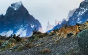 Ein Puma im Nationalpark Torres del Paine.