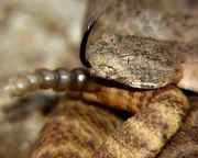 Speckled rattlesnake.