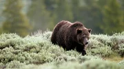 Grizzlyb&auml;r im Yellowstone National Park.