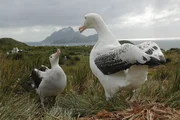 Wanderalbatrosse in der weltgrößten Brutkolonie auf Bird Island, Südatlantik. Wanderalbatrosse in der weltgrößten Brutkolonie auf Bird Island, Südatlantik.