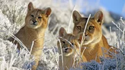 Eine Puma-Mutter und Ihre Jungen in der N&auml;he, in den patagonischen Anden, Nationalpark Torres del Paine