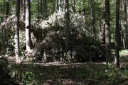Ambush in woods.