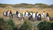 Königspinguine auf Feuerland Königspinguine auf Feuerland