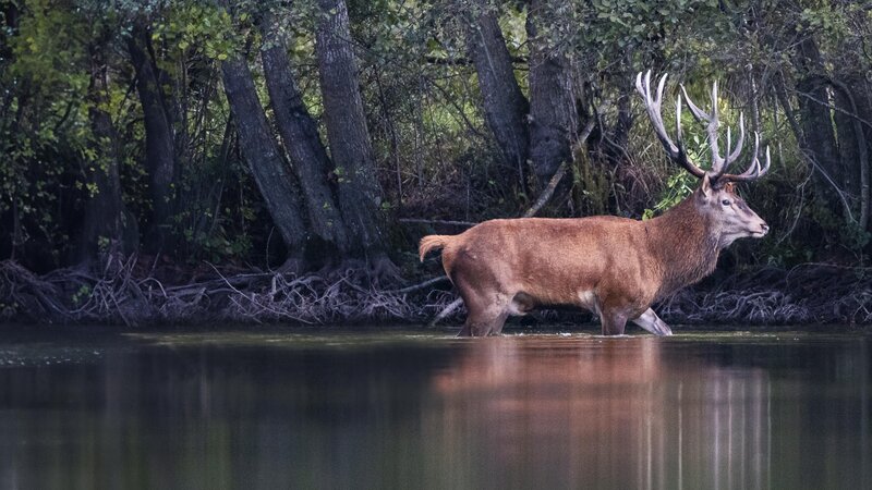 Der Hirsch - König des Waldes (F, 2022)
