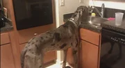 Luke the great dane drinks water straight from the kitchen faucet.