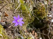Wie &uuml;bersteht das Leberbl&uuml;mchen den Winter?