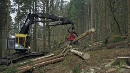 Die schwierigen Einsatzorte der Holzspezialisten sind oft in riskanten Lagen, steilem Gel&auml;nde, Schluchten und schmalen T&auml;lern.