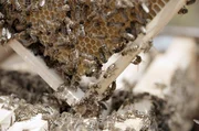 Kaukasische Bienen in Artvin Arhavi: Ihr Honig geh&ouml;rt zu den teuersten der Welt.