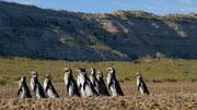 Patagonien &ndash; Wunderwelt der Extreme  Die K&uuml;ste  Pinguine am Strand    Copyright: SRF/Fremantle