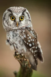 Raufußkauz Raufußkauz