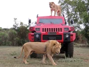 Der unzerst&ouml;rbare Marauder