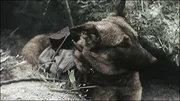 Ende 1942. Russischer "Kamikaze"-Hund, ausger&uuml;stet mit ferngesteuertem Sprengstoff, ein verzweifeltes Mittel, um den unerbittlichen Vormarsch der deutschen Panzer aufzuhalten.