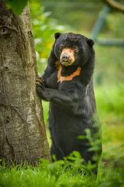 Malaienb&auml;r.