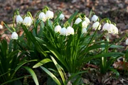 Fr&uuml;hlingsknotenblume.