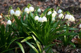 Fr&uuml;hlingsknotenblume.