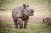 baby rhino